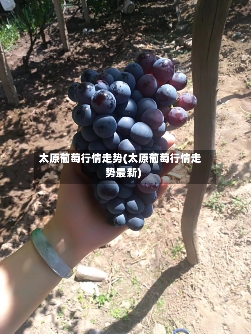 太原葡萄行情走势(太原葡萄行情走势最新)