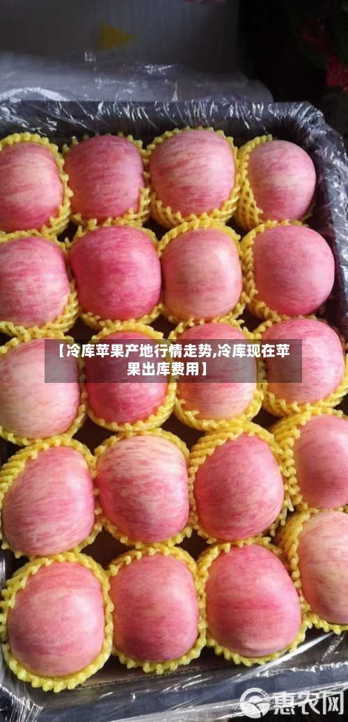 【冷库苹果产地行情走势,冷库现在苹果出库费用】