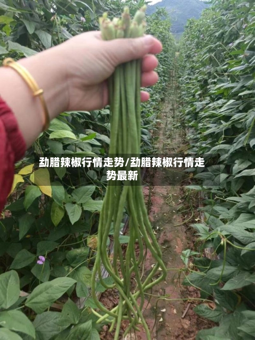 勐腊辣椒行情走势/勐腊辣椒行情走势最新