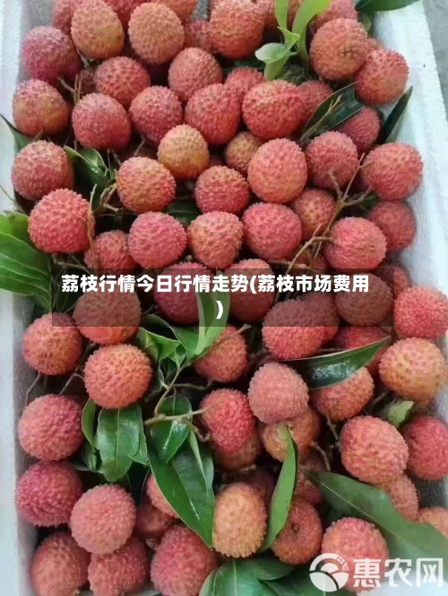 荔枝行情今日行情走势(荔枝市场费用)