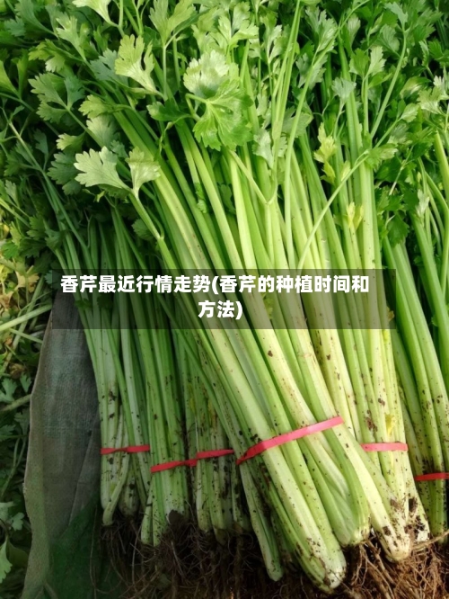 香芹最近行情走势(香芹的种植时间和方法)