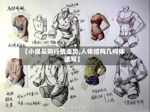 【小猪采购行情走势,人体结构几何体速写】