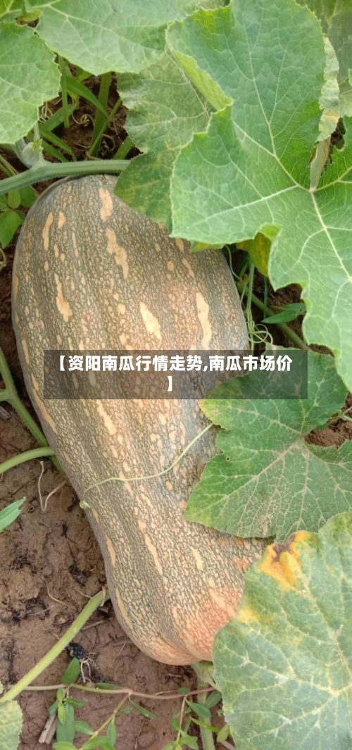 【资阳南瓜行情走势,南瓜市场价】