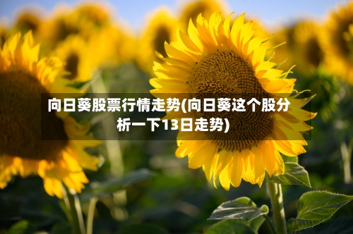 向日葵股票行情走势(向日葵这个股分析一下13日走势)
