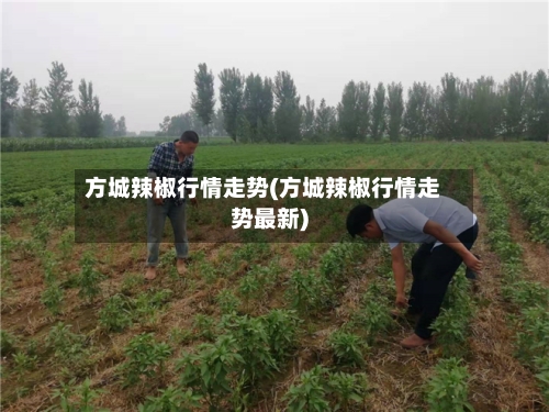 方城辣椒行情走势(方城辣椒行情走势最新)