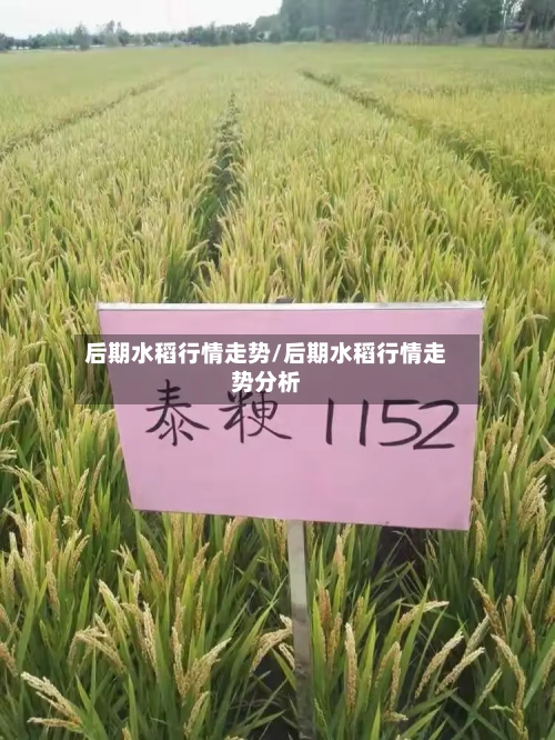 后期水稻行情走势/后期水稻行情走势分析