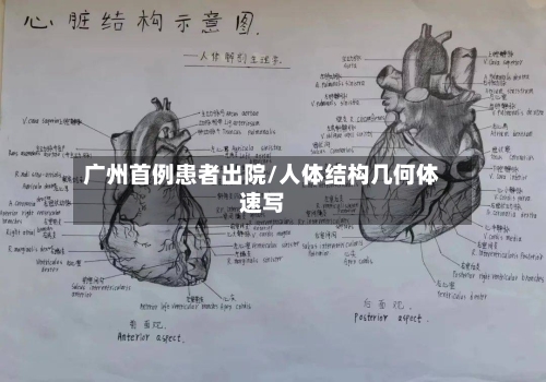 广州首例患者出院/人体结构几何体速写