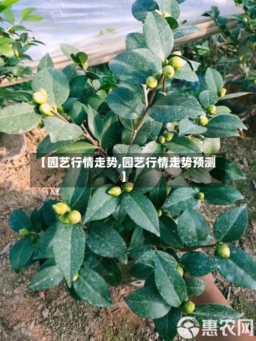 【园艺行情走势,园艺行情走势预测】