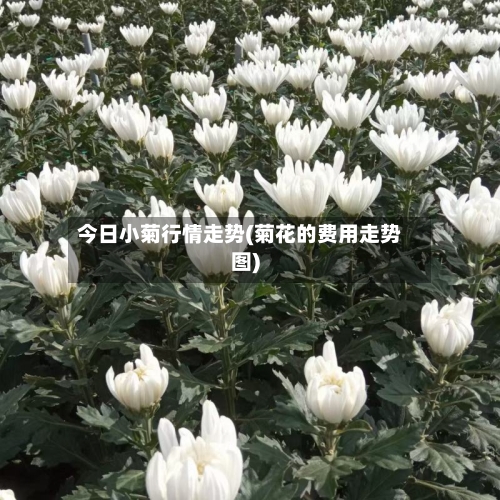 今日小菊行情走势(菊花的费用走势图)
