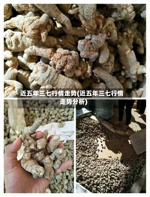 近五年三七行情走势(近五年三七行情走势分析)