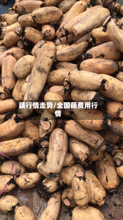 藕行情走势/全国藕费用行情