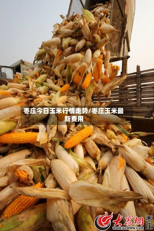 枣庄今日玉米行情走势/枣庄玉米最新费用