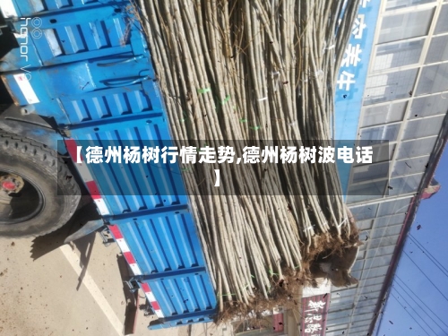 【德州杨树行情走势,德州杨树波电话】