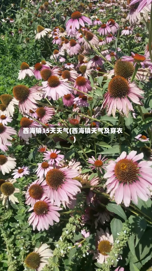 西海镇15天天气(西海镇天气及穿衣)