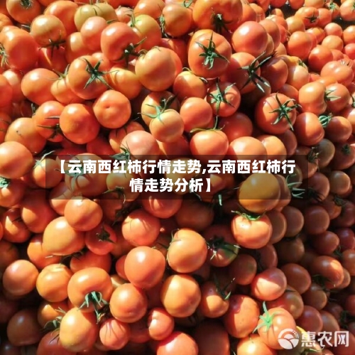 【云南西红柿行情走势,云南西红柿行情走势分析】