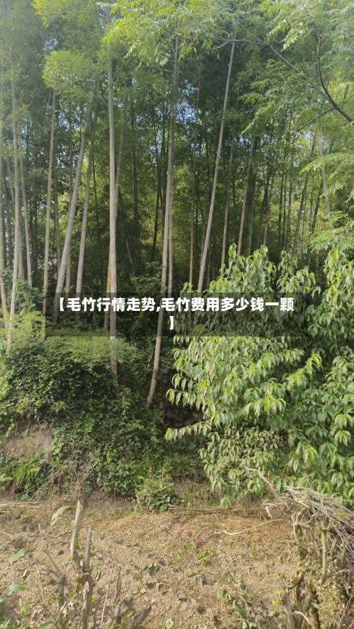 【毛竹行情走势,毛竹费用多少钱一颗】