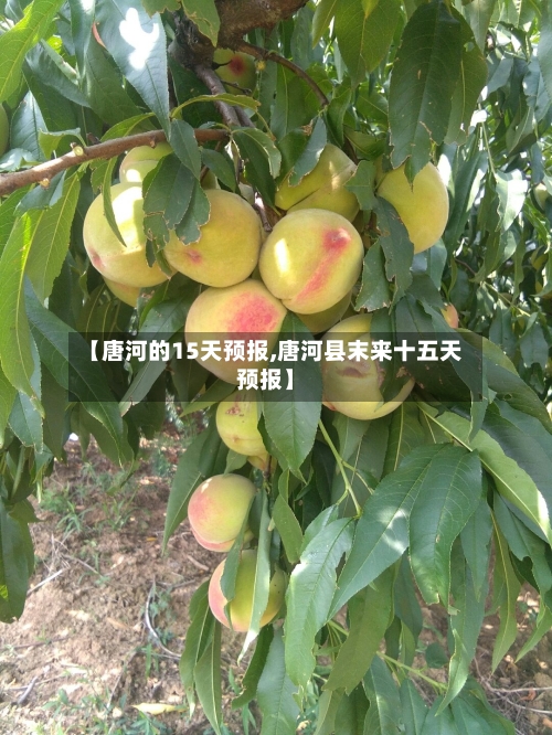 【唐河的15天预报,唐河县末来十五天预报】