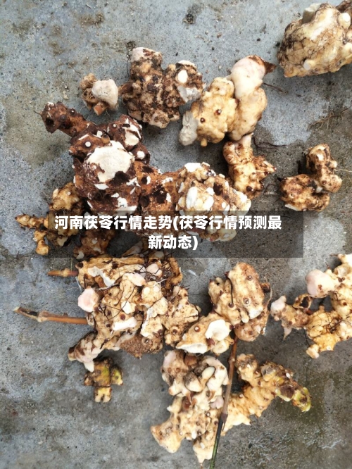 河南茯苓行情走势(茯苓行情预测最新动态)