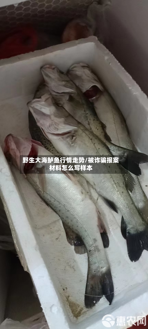 野生大海鲈鱼行情走势/被诈骗报案材料怎么写样本