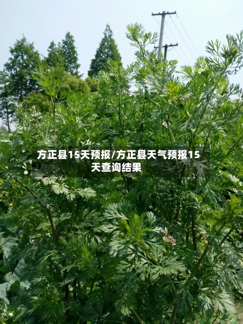 方正县15天预报/方正县天气预报15天查询结果