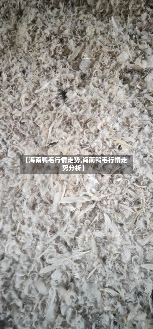 【海南鸭毛行情走势,海南鸭毛行情走势分析】