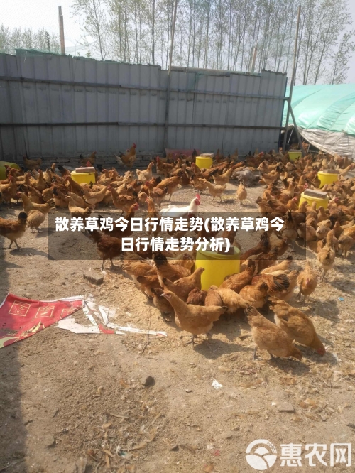 散养草鸡今日行情走势(散养草鸡今日行情走势分析)