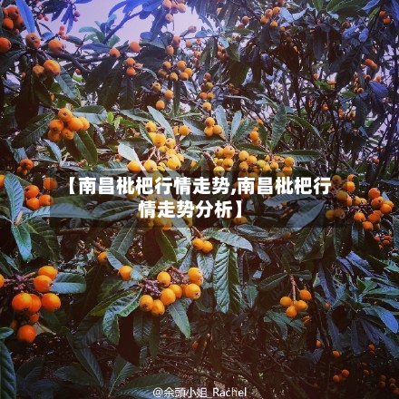 【南昌枇杷行情走势,南昌枇杷行情走势分析】