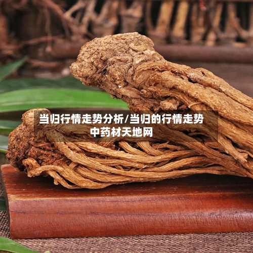 当归行情走势分析/当归的行情走势中药材天地网