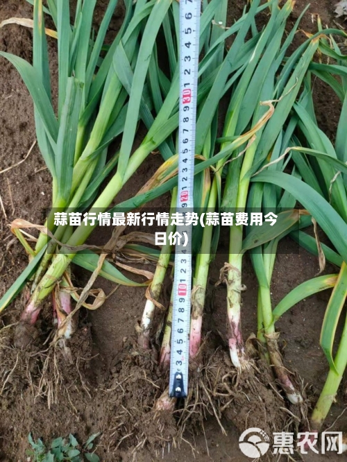 蒜苗行情最新行情走势(蒜苗费用今日价)