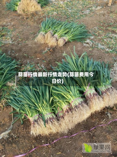 蒜苗行情最新行情走势(蒜苗费用今日价)