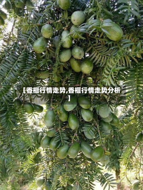 【香榧行情走势,香榧行情走势分析】