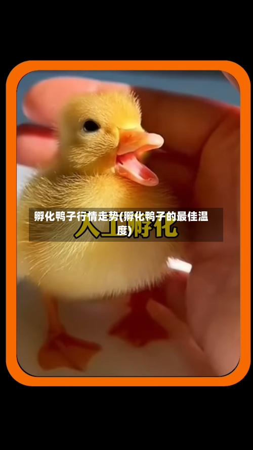 孵化鸭子行情走势(孵化鸭子的最佳温度)