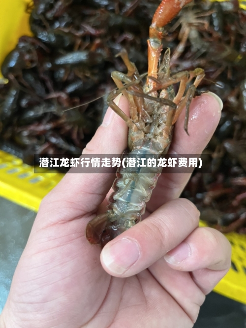 潜江龙虾行情走势(潜江的龙虾费用)