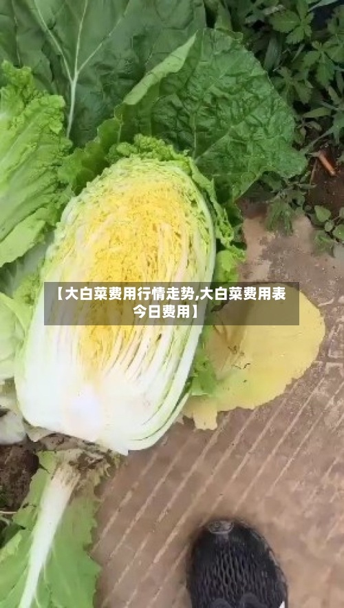 【大白菜费用行情走势,大白菜费用表今日费用】