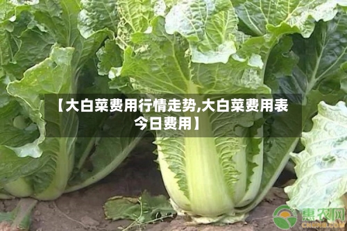 【大白菜费用行情走势,大白菜费用表今日费用】