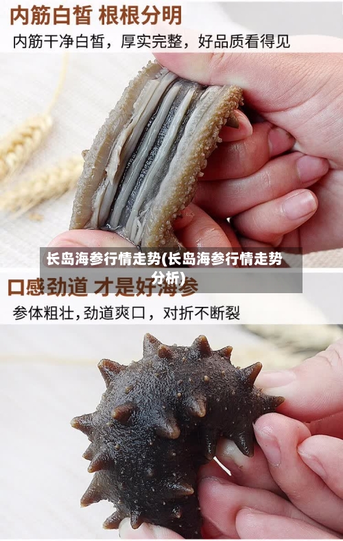 长岛海参行情走势(长岛海参行情走势分析)