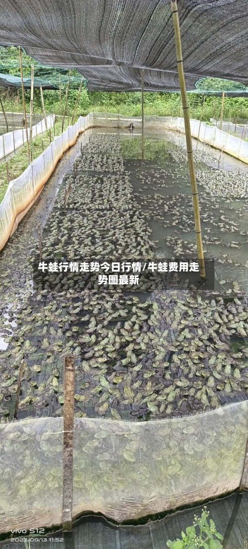 牛蛙行情走势今日行情/牛蛙费用走势图最新