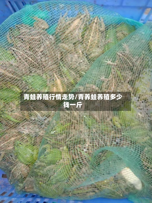 青蛙养殖行情走势/青养蛙养殖多少钱一斤