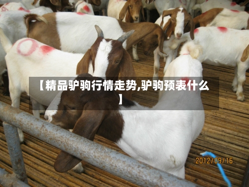 【精品驴驹行情走势,驴驹预表什么】