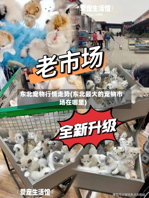 东北宠物行情走势(东北最大的宠物市场在哪里)