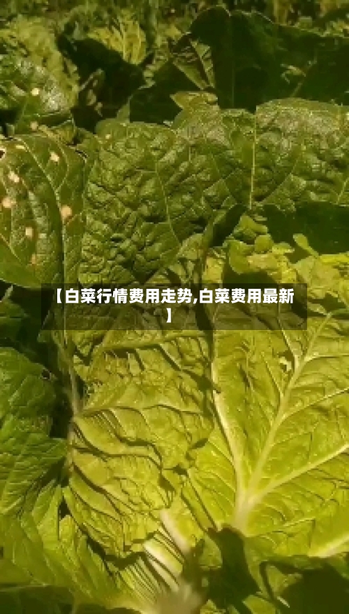 【白菜行情费用走势,白菜费用最新】