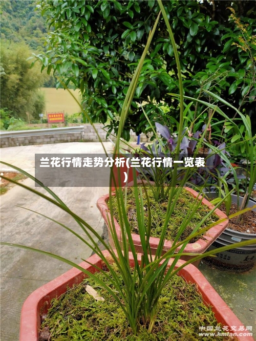 兰花行情走势分析(兰花行情一览表)
