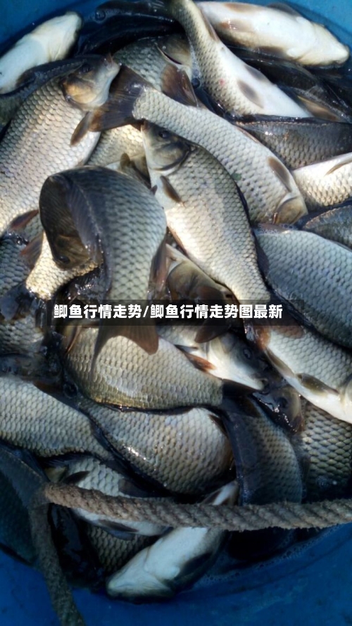 鲫鱼行情走势/鲫鱼行情走势图最新