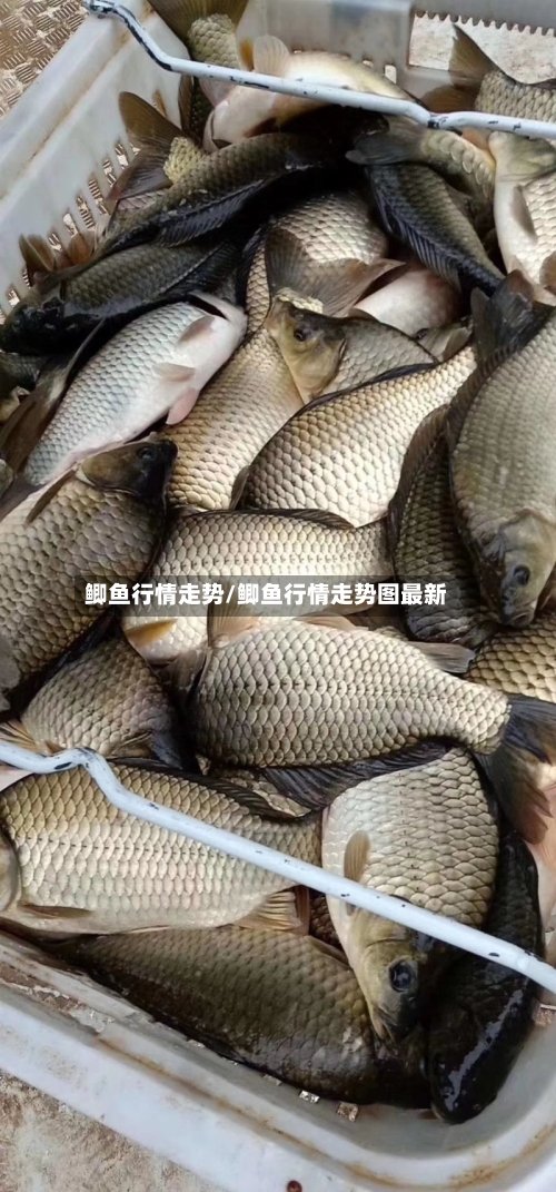 鲫鱼行情走势/鲫鱼行情走势图最新