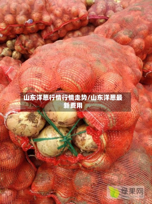 山东洋葱行情行情走势/山东洋葱最新费用