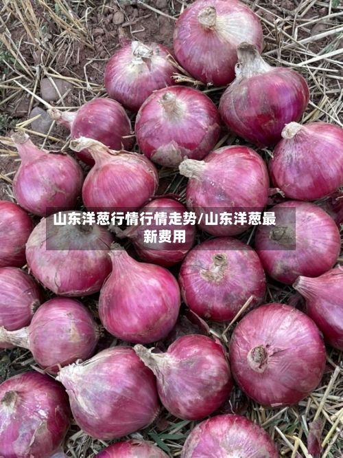 山东洋葱行情行情走势/山东洋葱最新费用