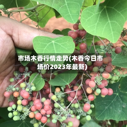 市场木香行情走势(木香今日市场价2023年最新)