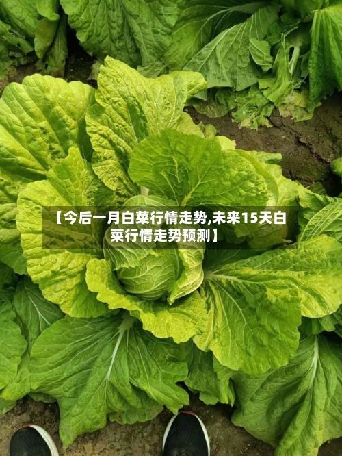 【今后一月白菜行情走势,未来15天白菜行情走势预测】