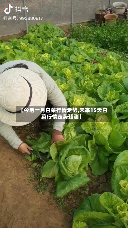 【今后一月白菜行情走势,未来15天白菜行情走势预测】