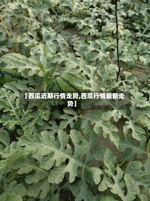 【西瓜近期行情走势,西瓜行情最新走势】